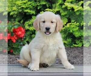 Golden Retriever Puppy for sale in GORDONVILLE, PA, USA