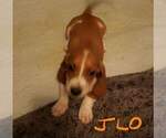 Small Photo #2 Basset Hound Puppy For Sale in CENTRALIA, WA, USA