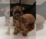 Small Photo #3 Shorkie Tzu Puppy For Sale in EDMOND, OK, USA