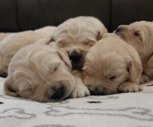 English Cream Golden Retriever Puppy for sale in SACRAMENTO, CA, USA