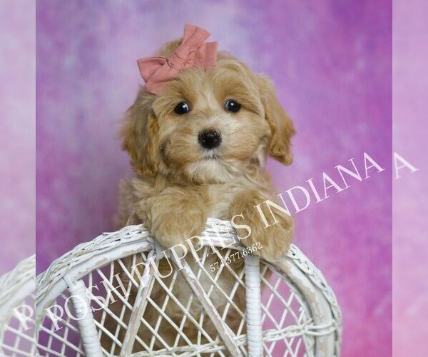 Medium Photo #6 Maltipoo Puppy For Sale in WARSAW, IN, USA
