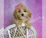 Small #5 Maltipoo