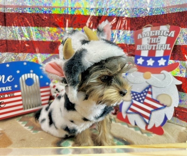 Medium Photo #7 Morkie Puppy For Sale in CASSVILLE, MO, USA