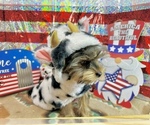 Small #6 Morkie