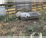 Small Photo #7 Komondor Puppy For Sale in GUTHRIE, OK, USA