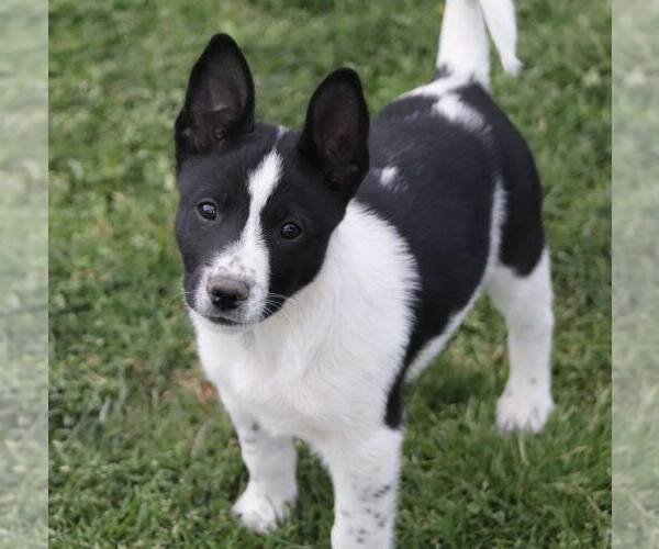 Medium Photo #1 Mutt Puppy For Sale in Paso Robles, CA, USA