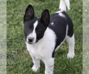 Mutt Dogs for adoption in Paso Robles, CA, USA