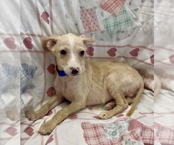 Medium Photo #4 Mutt Puppy For Sale in San Diego, CA, USA