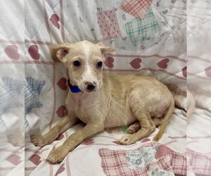 Nelson - Male Mutt Dog for Adoption - Photo #4