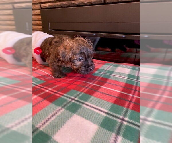 Medium Photo #4 Cairn Terrier-Unknown Mix Puppy For Sale in Springdale, PA, USA