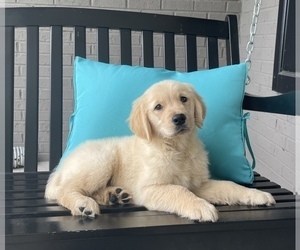 Golden Retriever Puppy for sale in FRANKLIN, IN, USA