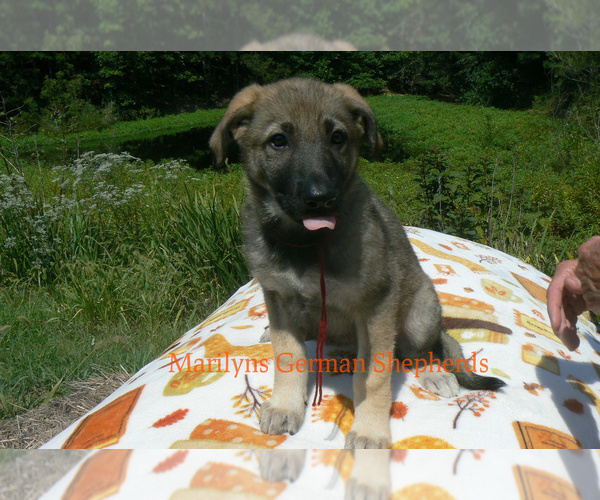 Medium Photo #3 German Shepherd Dog Puppy For Sale in PIEDMONT, MO, USA