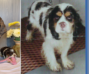 Father of the Cocker Spaniel puppies born on 12/21/2024