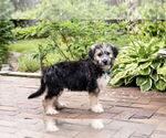 Small #1 Mutt