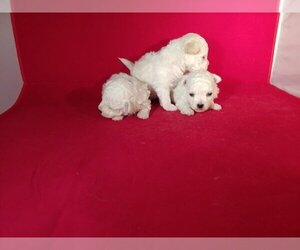Bichon Frise Puppy for sale in WINSTON SALEM, NC, USA