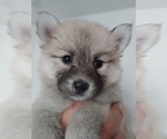 Small Photo #37 Pomsky Puppy For Sale in LOVELAND, CO, USA