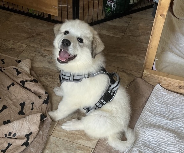 Medium Photo #3 Great Pyrenees Puppy For Sale in MOUNT AIRY, NC, USA