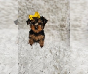 Yorkshire Terrier Puppy for sale in INDIANAPOLIS, IN, USA