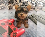 Small Photo #12 Yorkshire Terrier Puppy For Sale in ODESSA, TX, USA