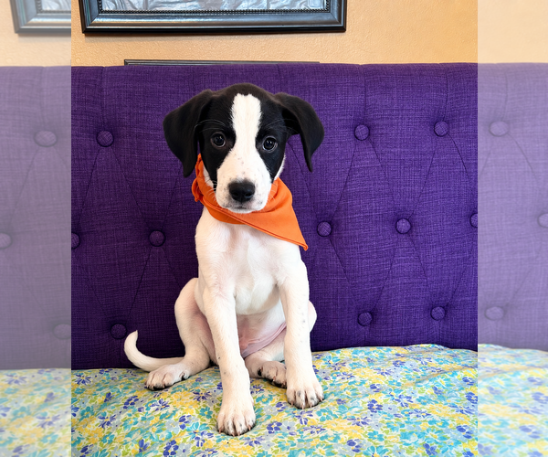 Medium Photo #1 Labrador Retriever-Unknown Mix Puppy For Sale in Rockaway, NJ, USA
