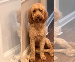 Small Photo #1 Goldendoodle Puppy For Sale in KNOXVILLE, TN, USA