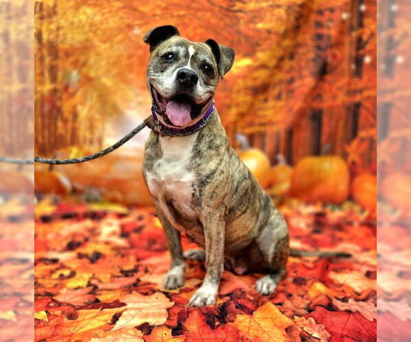 Medium Photo #2 Bullboxer Pit Puppy For Sale in Long Beach, CA, USA