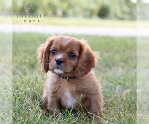 Cavalier King Charles Spaniel Puppy for Sale in CHAMBERSBURG, Pennsylvania USA