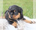 Small #4 Rottweiler
