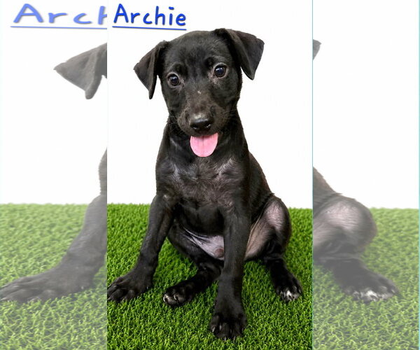 Medium Photo #1 Chihuahua-Labrador Retriever Mix Puppy For Sale in Virginia Beach, VA, USA