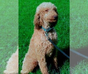 Father of the Goldendoodle-Poodle (Standard) Mix puppies born on 04/14/2021