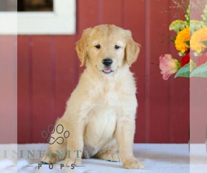 Golden Retriever Puppy for sale in MANHEIM, PA, USA