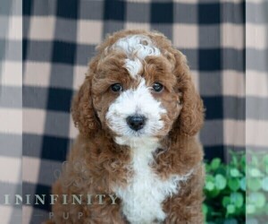 Poodle (Miniature) Puppy for sale in DORNSIFE, PA, USA