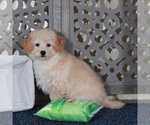 Small #2 Poochon