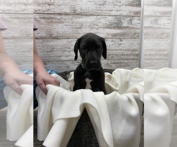Medium Photo #5 Great Dane Puppy For Sale in SPRINGFIELD, OH, USA