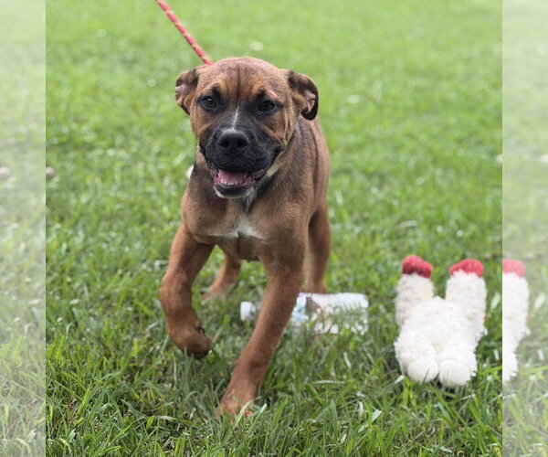Medium Photo #3 Bulldog Puppy For Sale in Yardley, PA, USA