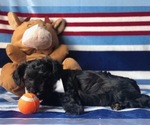Small Photo #6 YorkiePoo Puppy For Sale in CLAY, PA, USA