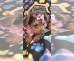 Small Photo #6 Yorkshire Terrier Puppy For Sale in AKRON, OH, USA