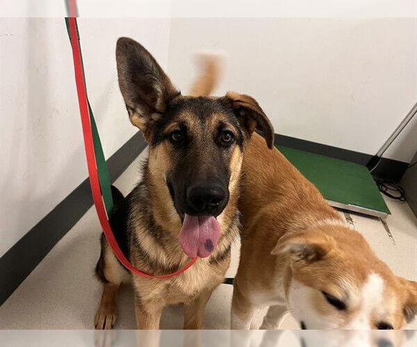 Medium Photo #1 German Shepherd Dog Puppy For Sale in Corona, CA, USA