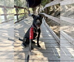 Small Photo #20 Labrador Retriever-Unknown Mix Puppy For Sale in San Diego, CA, USA