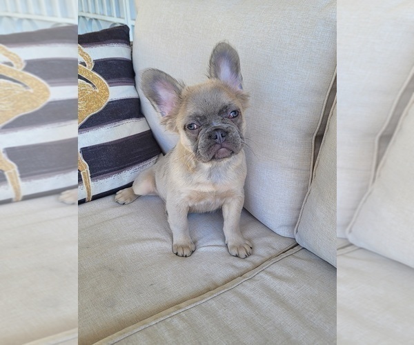 Medium Photo #2 French Bulldog Puppy For Sale in LAS VEGAS, NV, USA