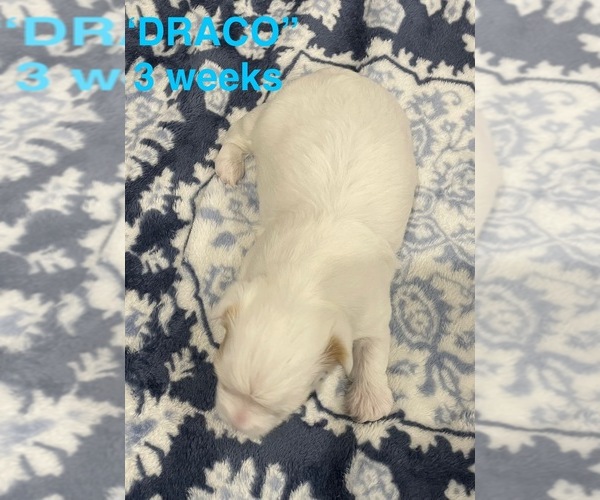 Medium Photo #13 Yorkshire Terrier Puppy For Sale in RUSTBURG, VA, USA