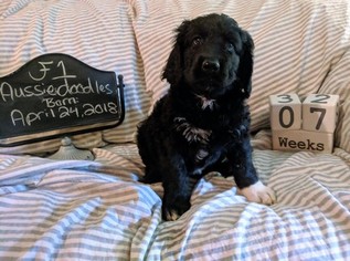 Aussiedoodle Puppy for sale in FLINT, TX, USA