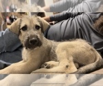 Small Photo #1 Irish Wolfhound Puppy For Sale in OWOSSO, MI, USA