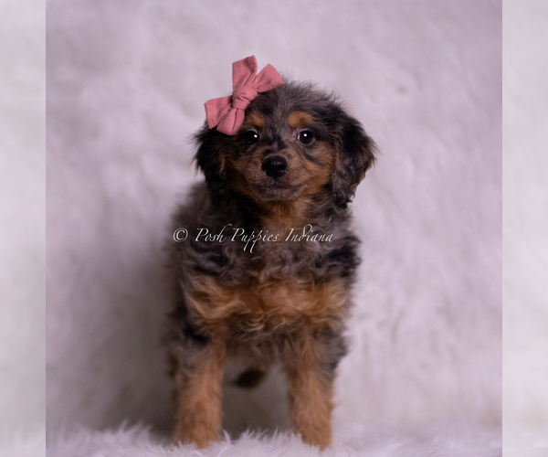 Medium Photo #51 Goldendoodle (Miniature) Puppy For Sale in WARSAW, IN, USA