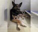 Small German Shepherd Dog