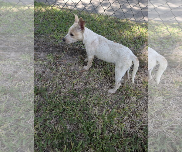 Medium Photo #3 Mutt Puppy For Sale in The Woodlands, TX, USA
