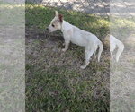 Small Photo #3 Mutt Puppy For Sale in The Woodlands, TX, USA