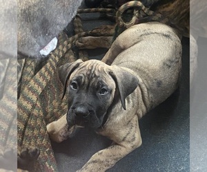 Presa Canario Puppy for sale in ANSON, ME, USA