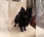 Small Photo #8 Pomeranian Puppy For Sale in KENT, WA, USA