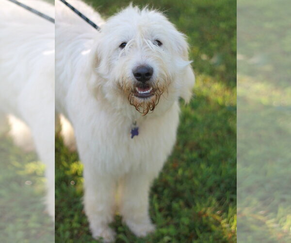 Medium Photo #4 Pyredoodle Puppy For Sale in Cookeville, TN, USA